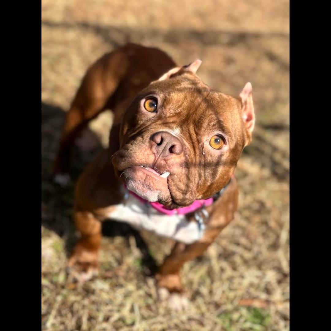 Spaghettios, a ADOPTABLE mixed breed in Midlothian, VA image 3/6