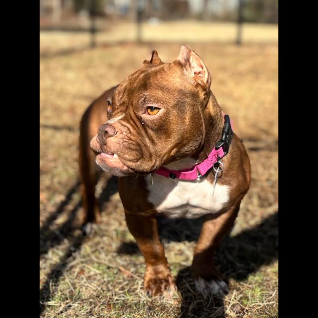 Spaghettios, a ADOPTABLE mixed breed in Midlothian, VA image 4/6