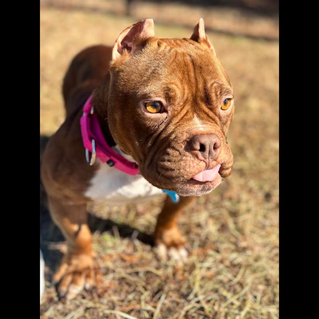 Spaghettios, a ADOPTABLE mixed breed in Midlothian, VA image 5/6