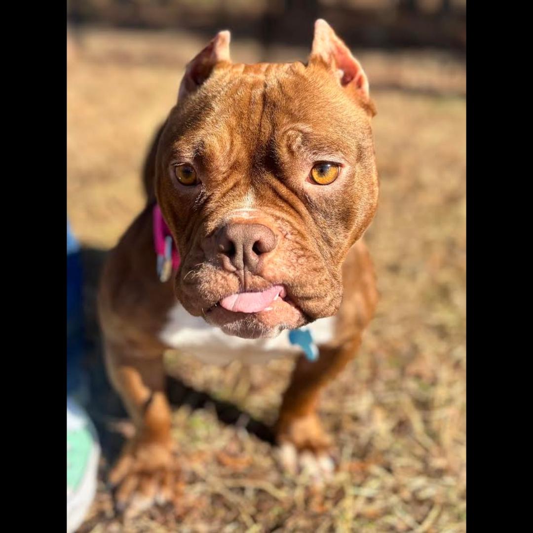 Spaghettios, a ADOPTABLE mixed breed in Midlothian, VA image 6/6