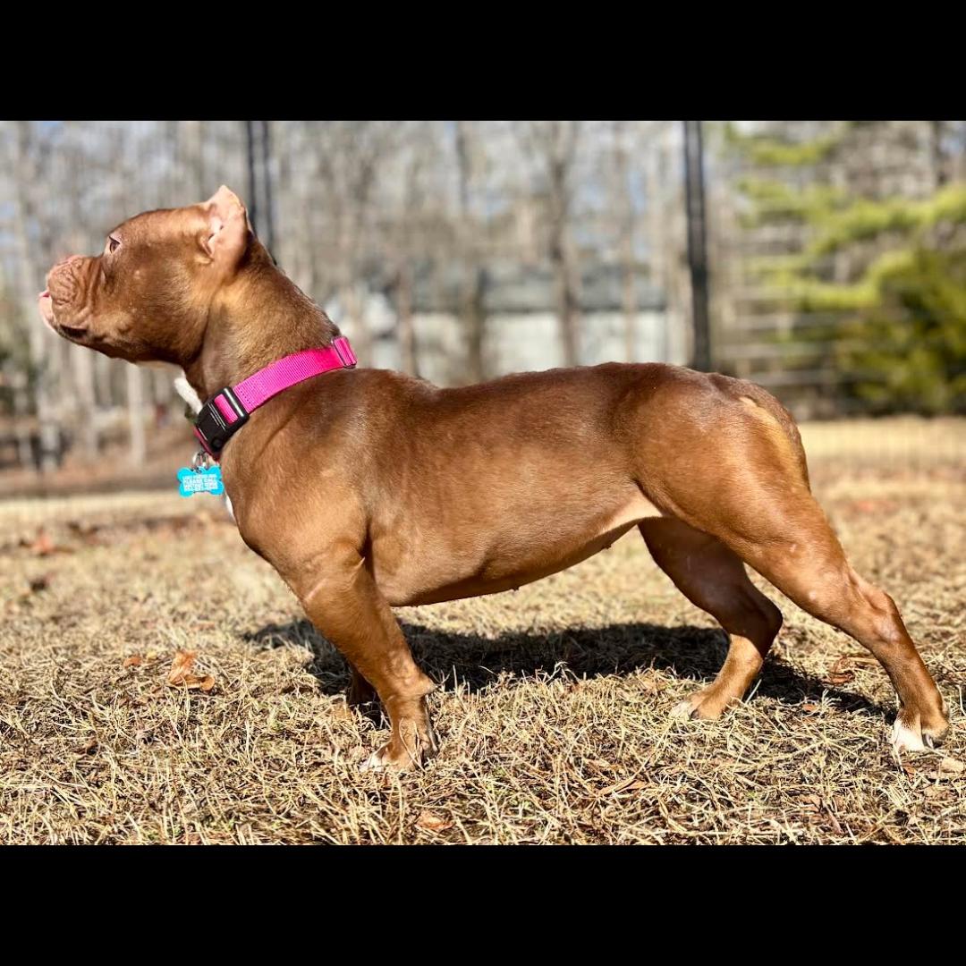 Spaghettios, a ADOPTABLE mixed breed in Midlothian, VA image 2/6