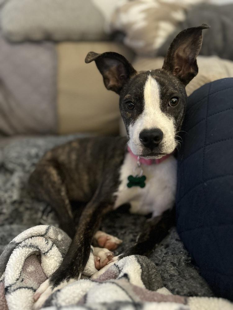 Brandi, Adoptable, Young Female Boston Terrier & Terrier.