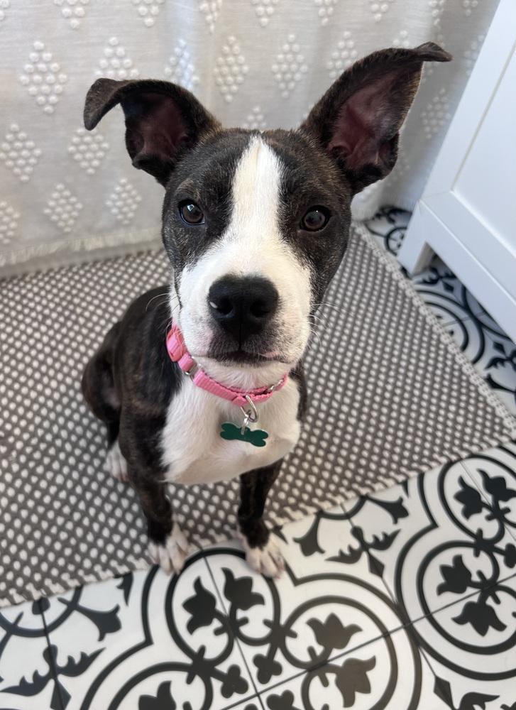 Enlarge Brandi, a Adoptable mixed breed in Willingboro, NJ image 2/6