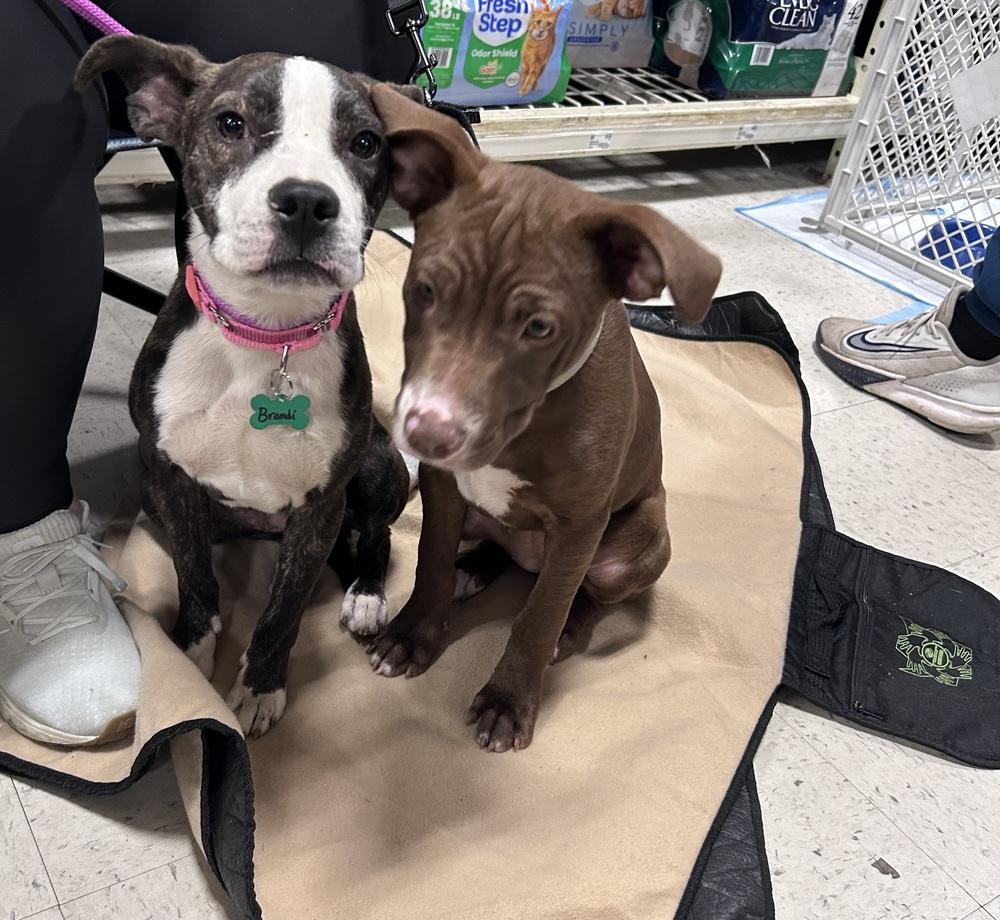 Enlarge Brandi, a Adoptable mixed breed in Willingboro, NJ image 3/6