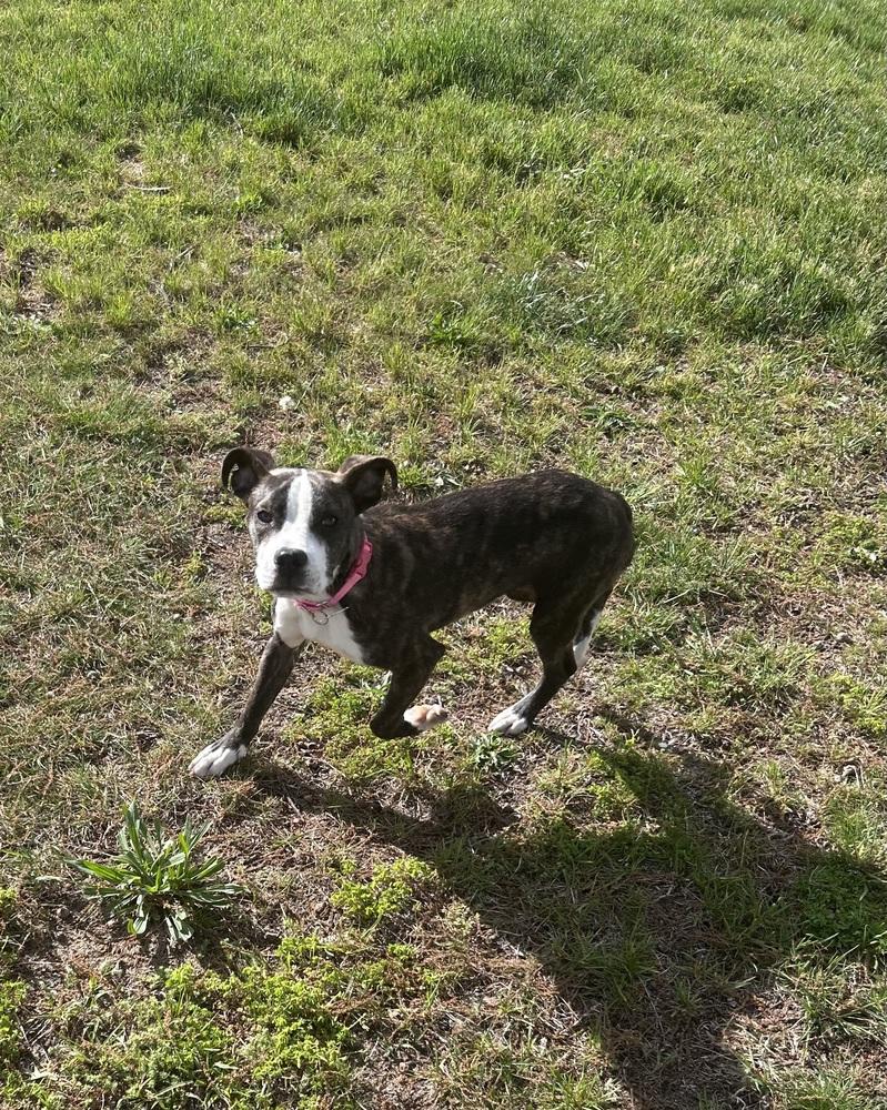 Enlarge Brandi, a Adoptable mixed breed in Willingboro, NJ image 4/6