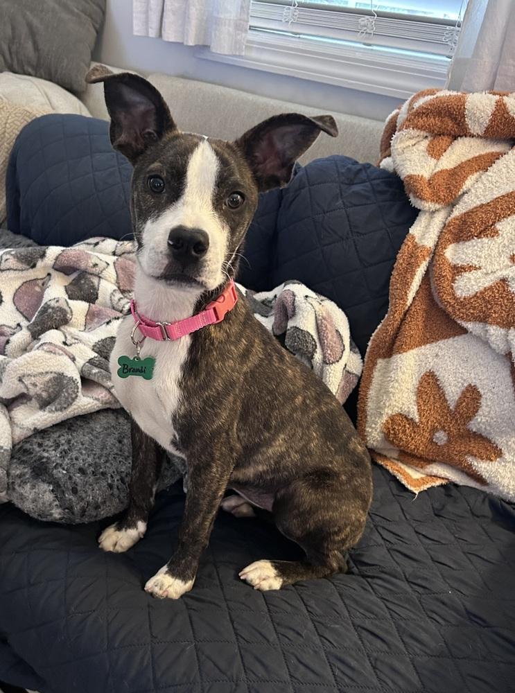 Enlarge Brandi, a Adoptable mixed breed in Willingboro, NJ image 5/6