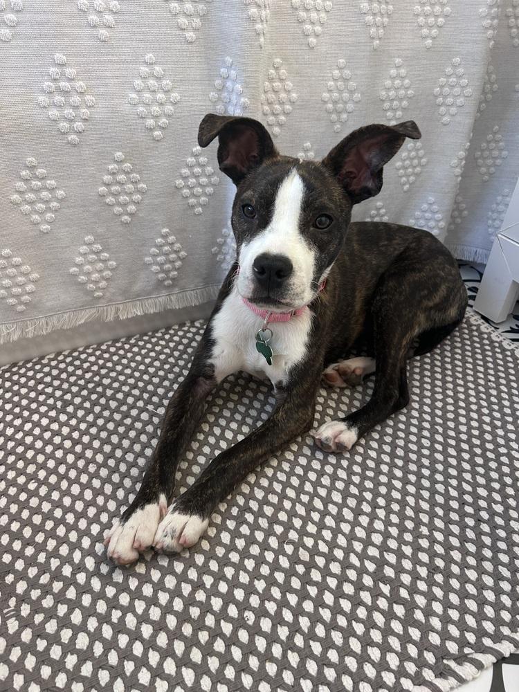 Enlarge Brandi, a Adoptable mixed breed in Willingboro, NJ image 6/6