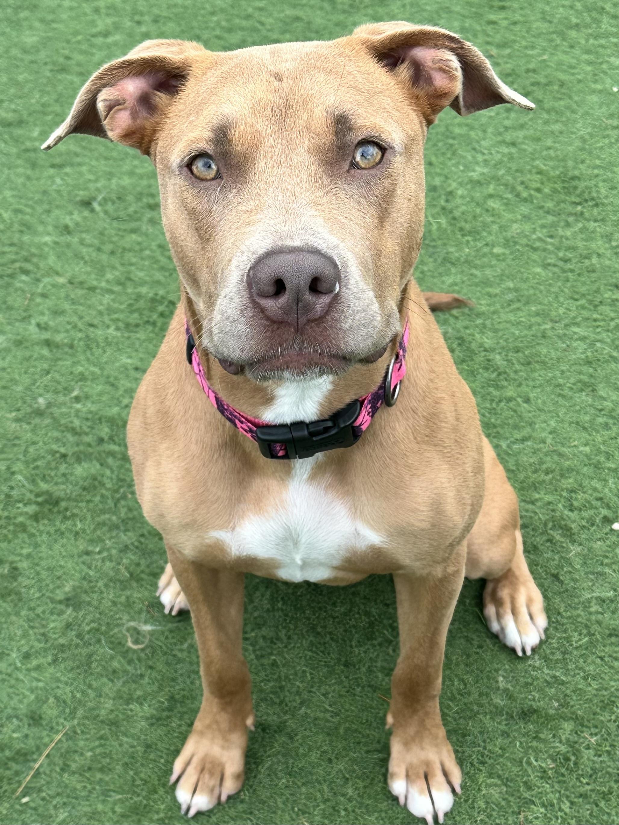Enlarge Jubie, a ADOPTABLE mixed breed in Racine, WI image 4/4