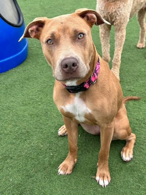 Enlarge Jubie, a ADOPTABLE mixed breed in Racine, WI image 2/4