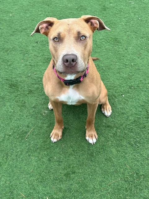 Enlarge Jubie, a ADOPTABLE mixed breed in Racine, WI image 3/4