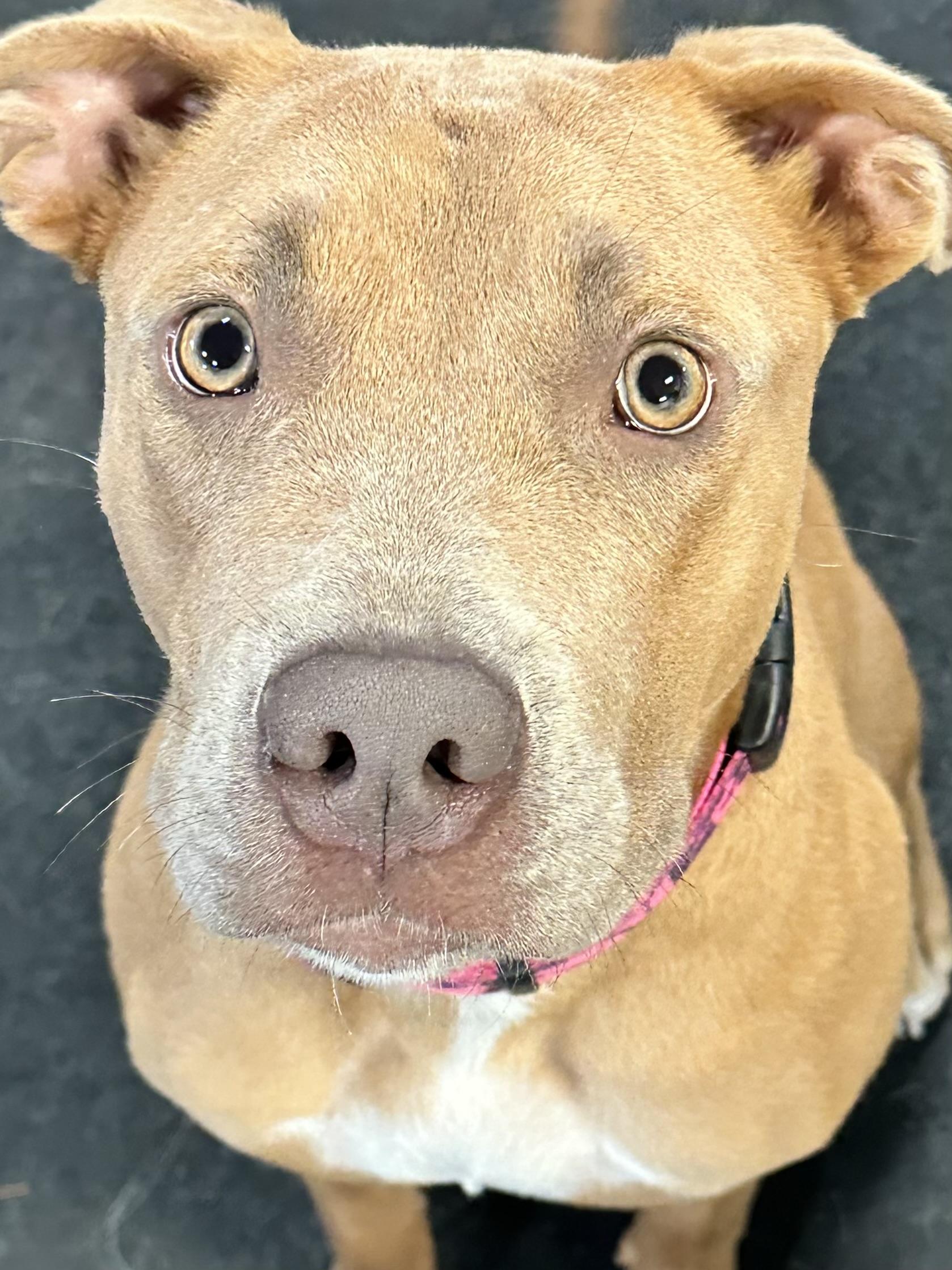 Enlarge Jubie, a ADOPTABLE mixed breed in Racine, WI image 1/4