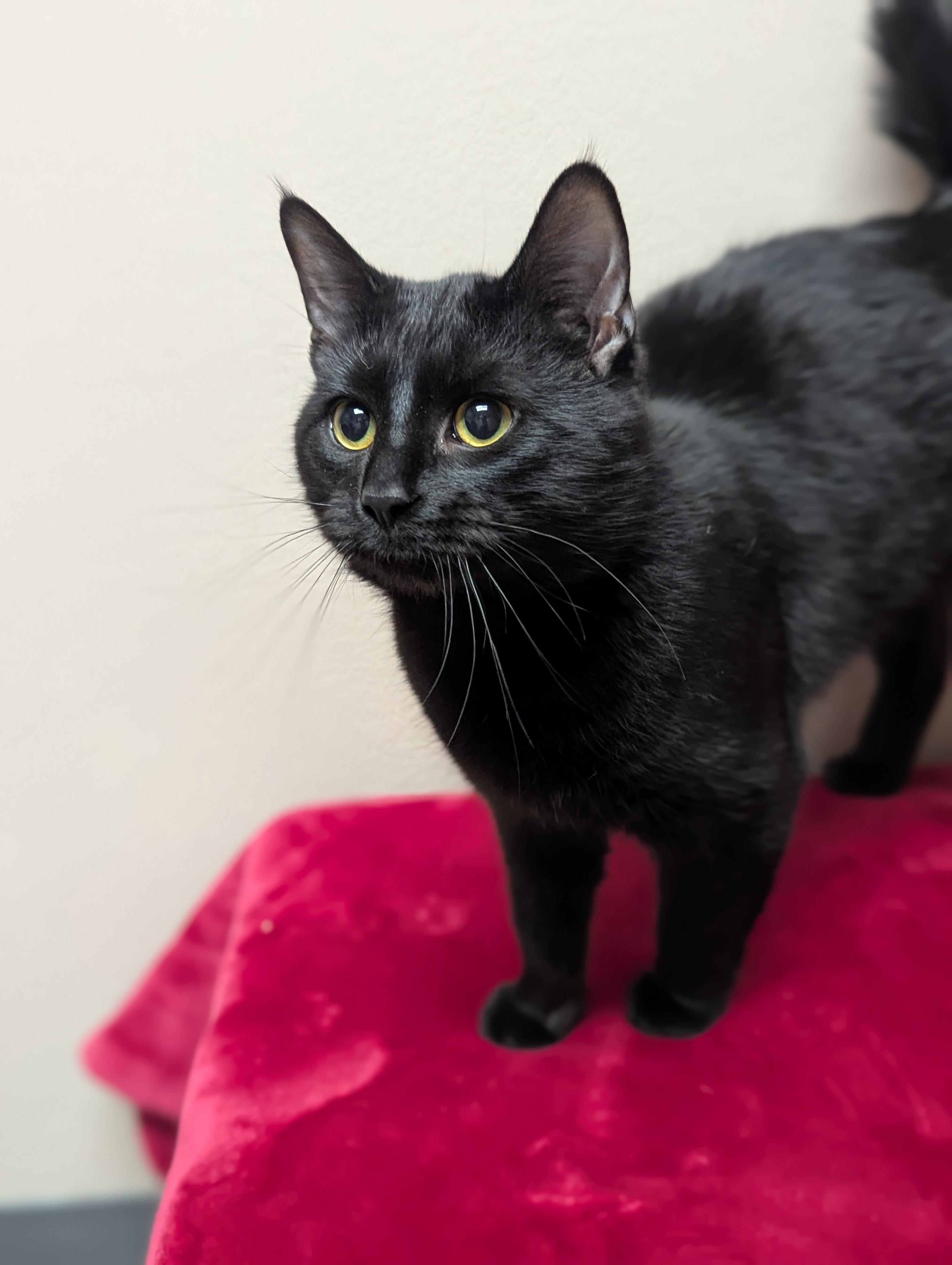 Enlarge Mr. Grits, an adopted Domestic Short Hair in Oconto, WI image 2/4