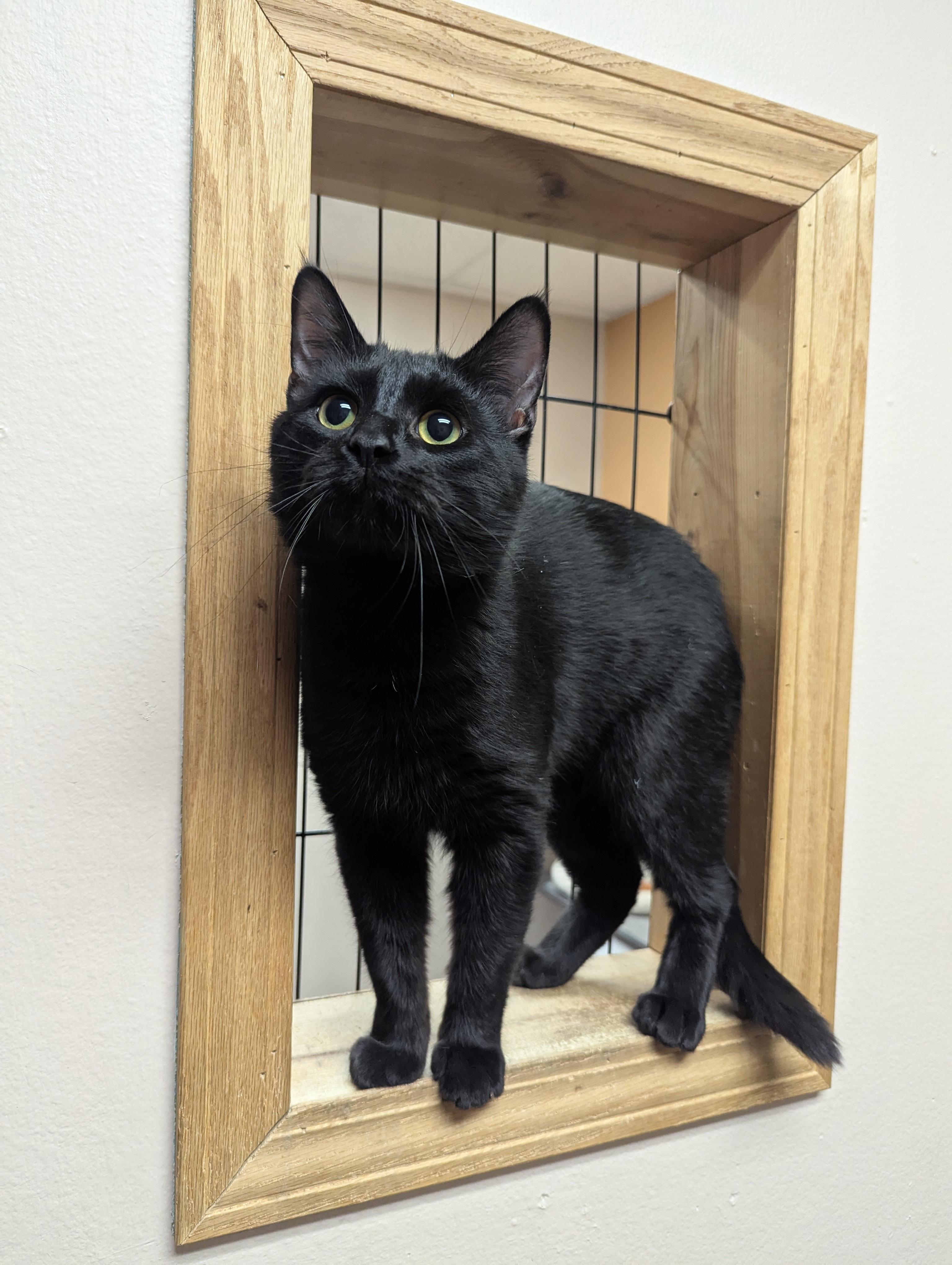 Enlarge Mr. Grits, an adopted Domestic Short Hair in Oconto, WI image 3/4