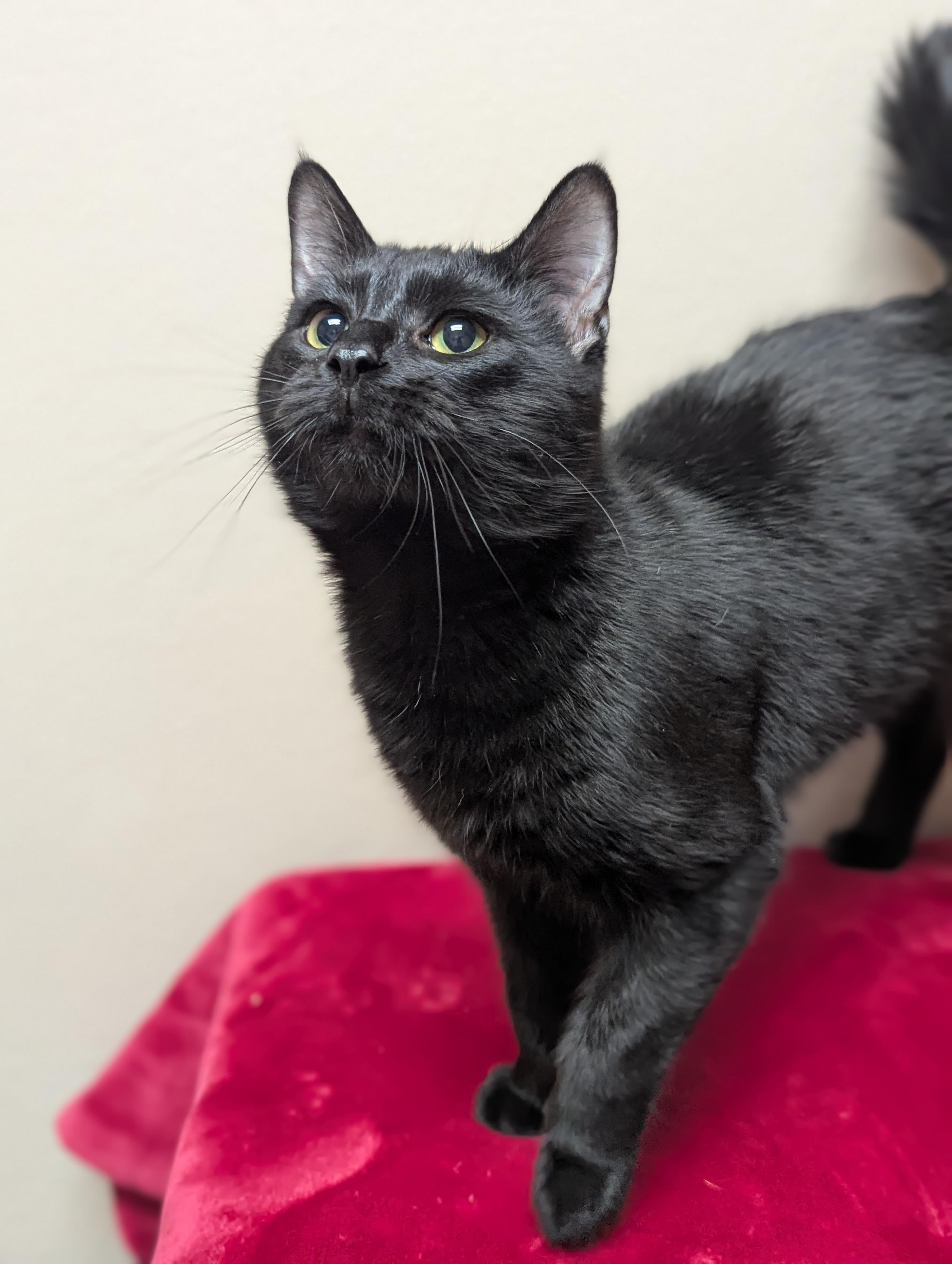 Mr. Grits, adopted, Adult Male Domestic Short Hair.