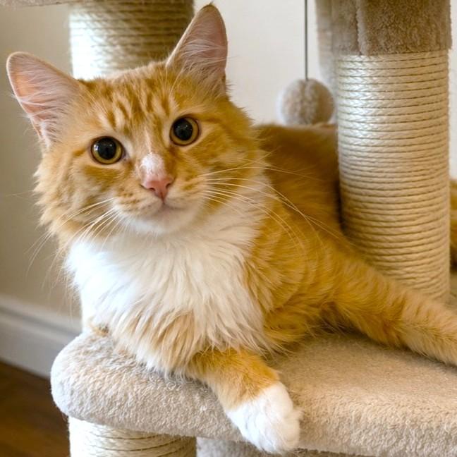 PRINCE WILLIAM - MAINE COON ROYALTY, adopted, Kitten Male Maine Coon.