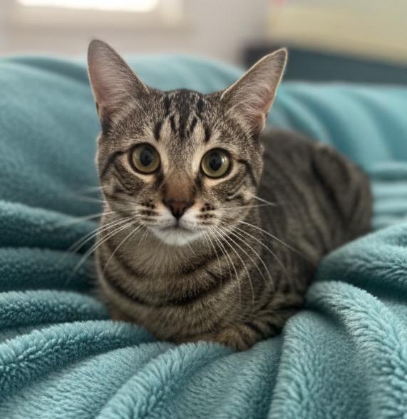 Simon, Adoptable, Kitten Male Domestic Short Hair.