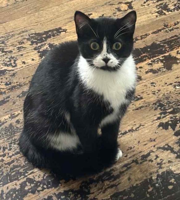 Enlarge Panda, a Adopted Domestic Short Hair in Troy, MI image 1/1