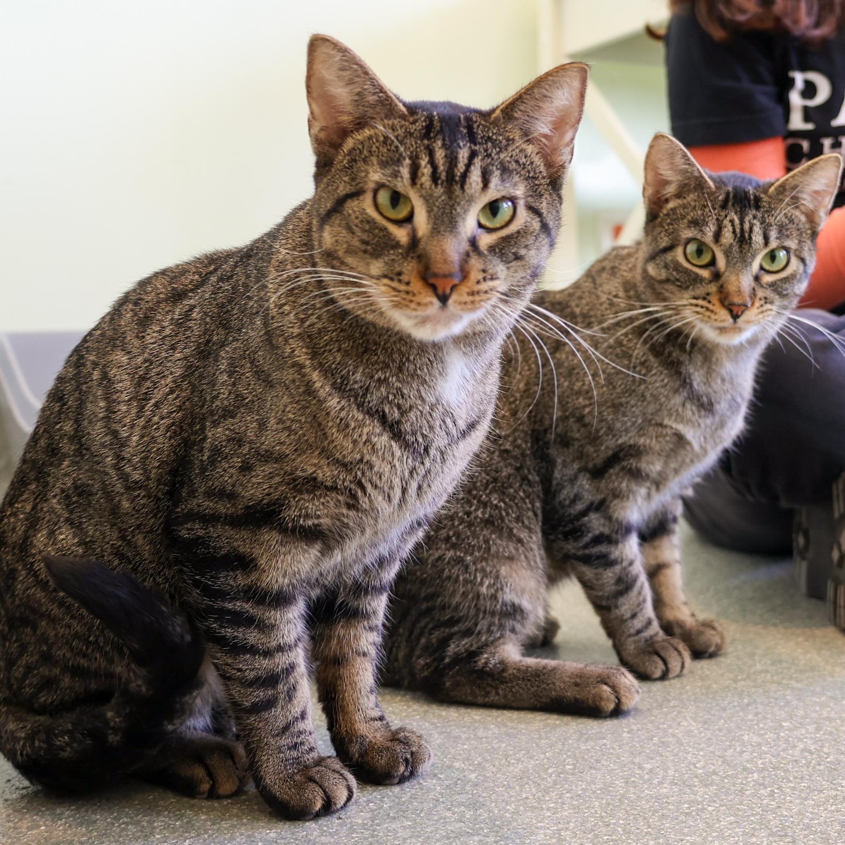 Enlarge Sakay, a ADOPTABLE mixed breed in Chicago, IL image 2/5