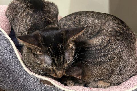 Enlarge Sakay, a ADOPTABLE Domestic Short Hair in Chicago, IL image 6/6