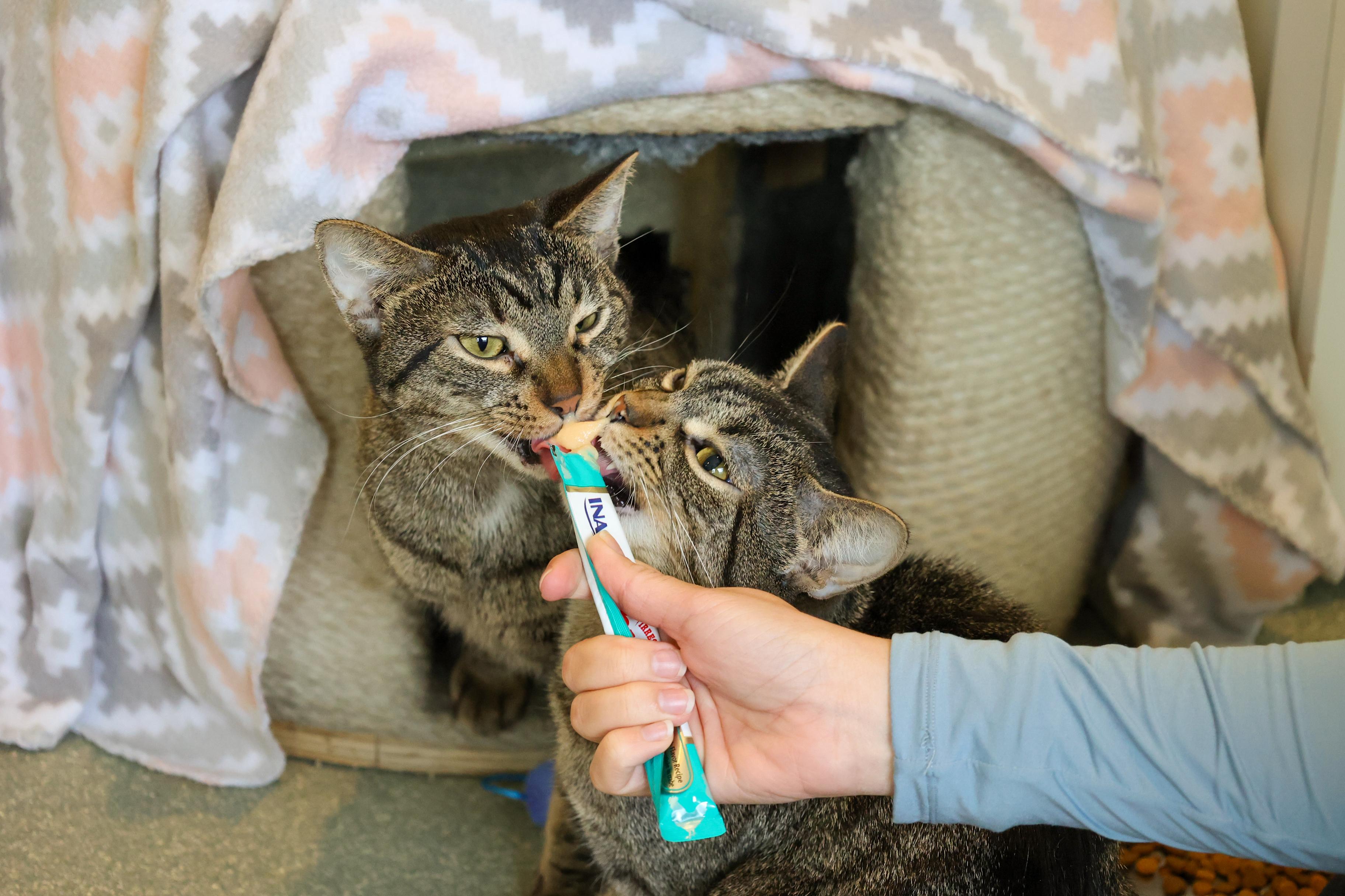 Enlarge Sakay, a ADOPTABLE Domestic Short Hair in Chicago, IL image 3/6