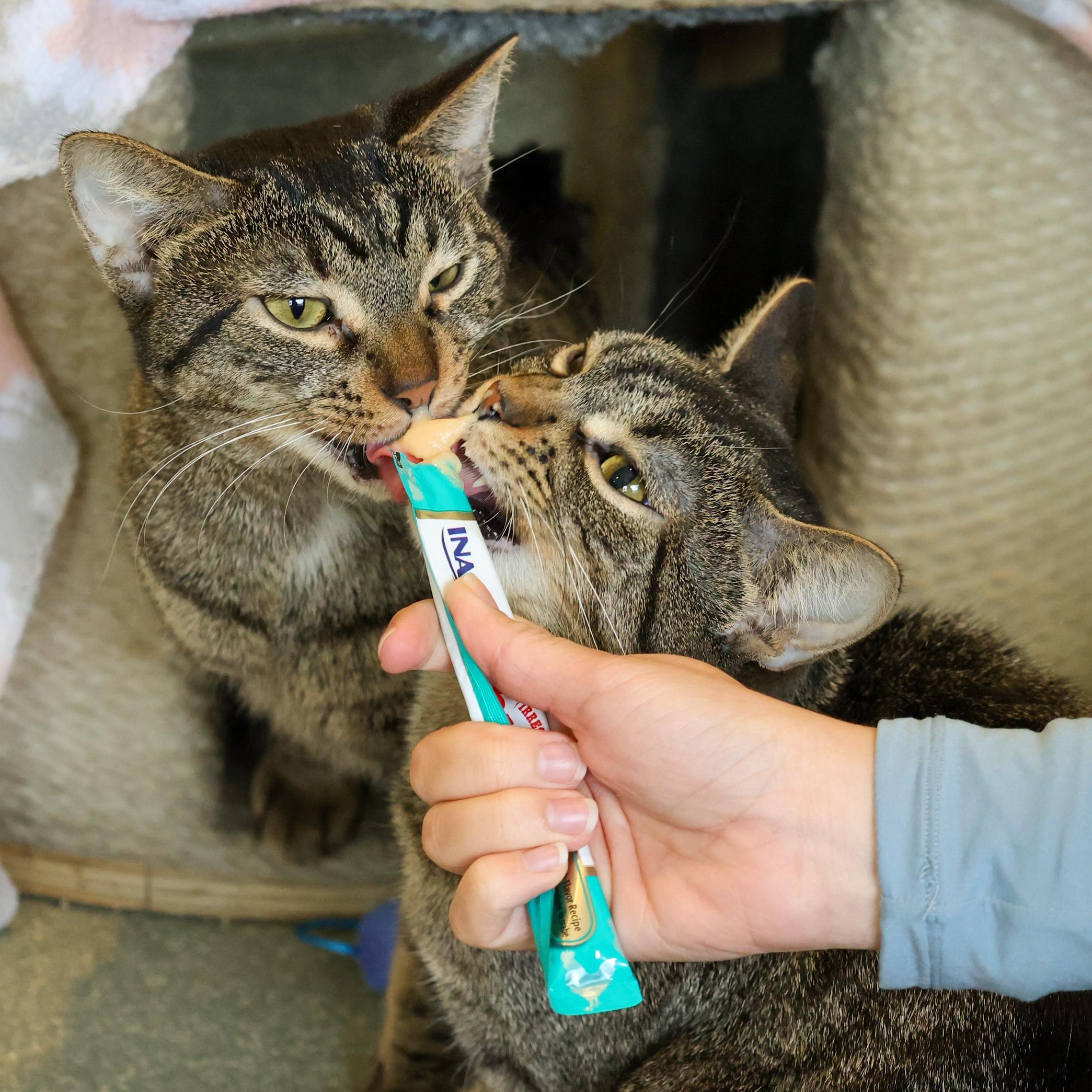 Enlarge Sakay, a ADOPTABLE mixed breed in Chicago, IL image 4/5