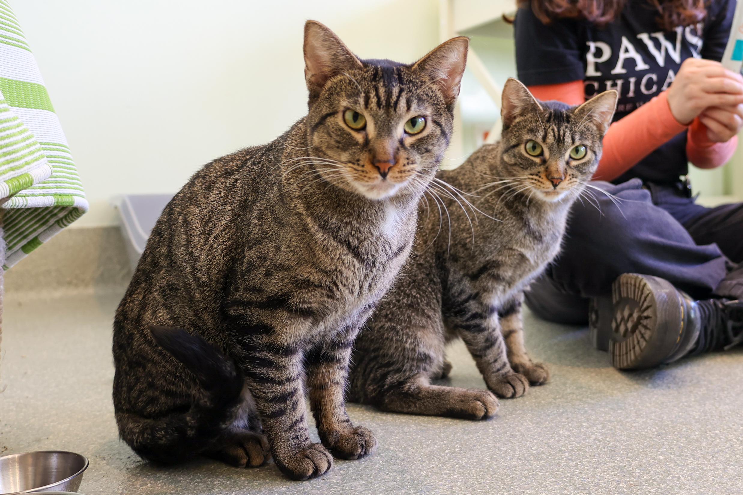 Enlarge Sakay, a ADOPTABLE Domestic Short Hair in Chicago, IL image 4/6