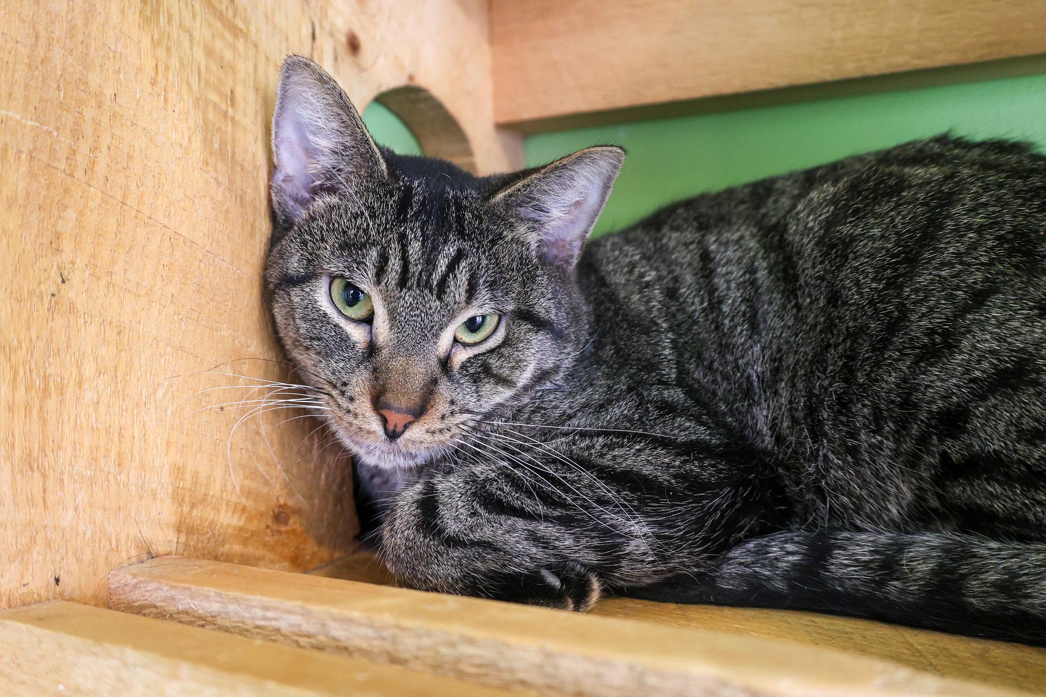 Enlarge Sakay, a ADOPTABLE Domestic Short Hair in Chicago, IL image 5/6