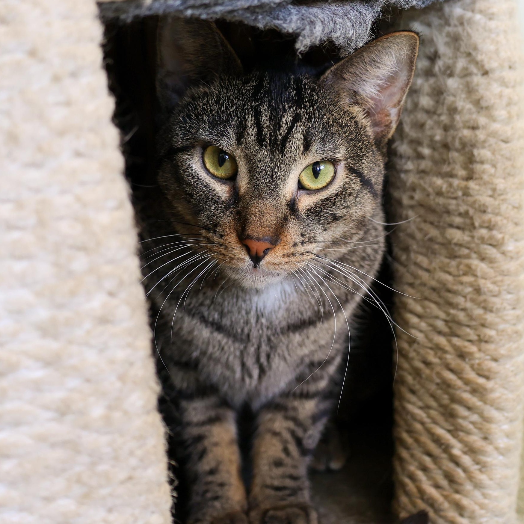 Enlarge Sakay, a ADOPTABLE mixed breed in Chicago, IL image 1/5