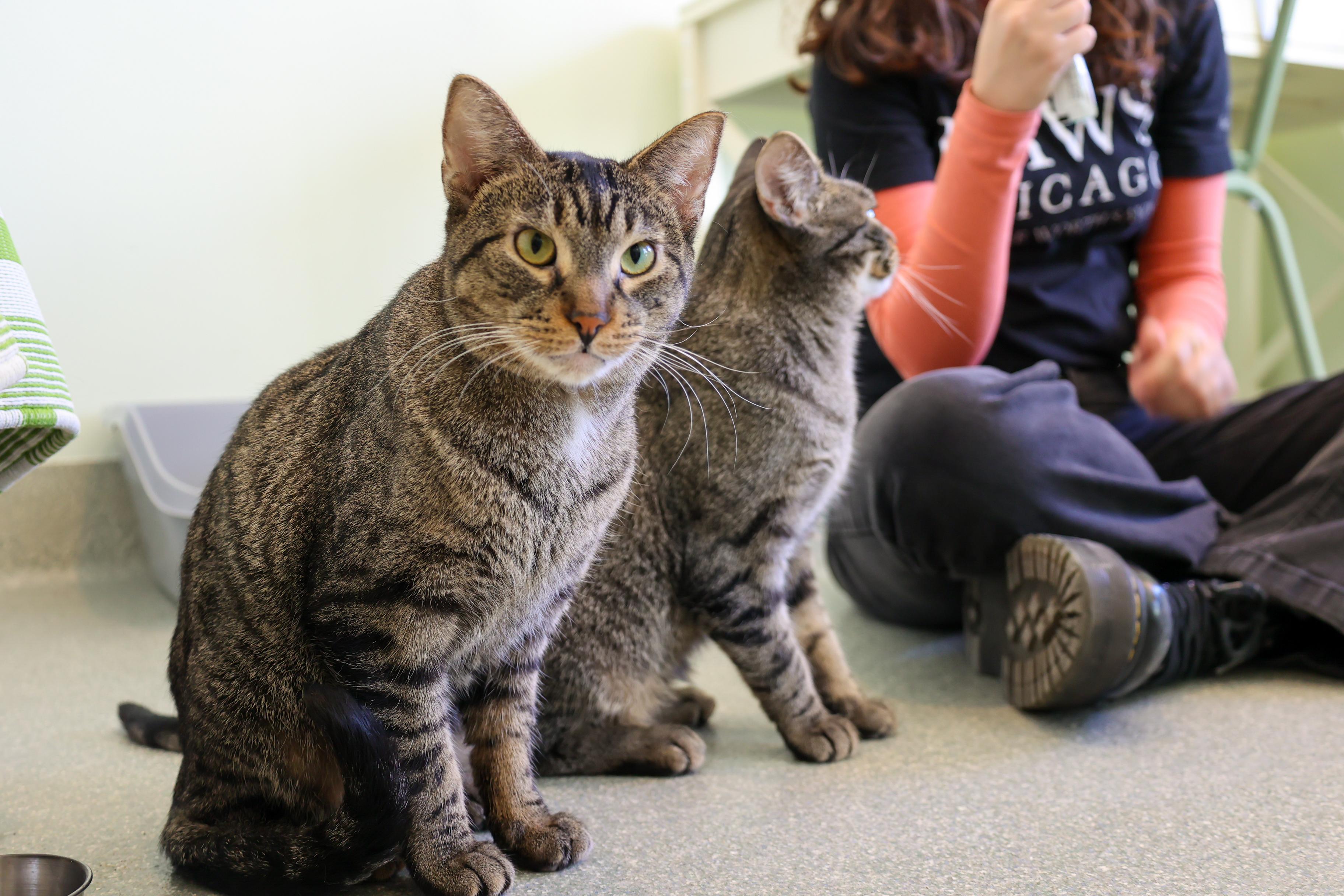 Enlarge Sakay, a ADOPTABLE Domestic Short Hair in Chicago, IL image 2/6