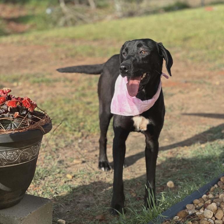 Enlarge Honey, a ADOPTABLE Black Labrador Retriever in Leesburg, GA image 1/1