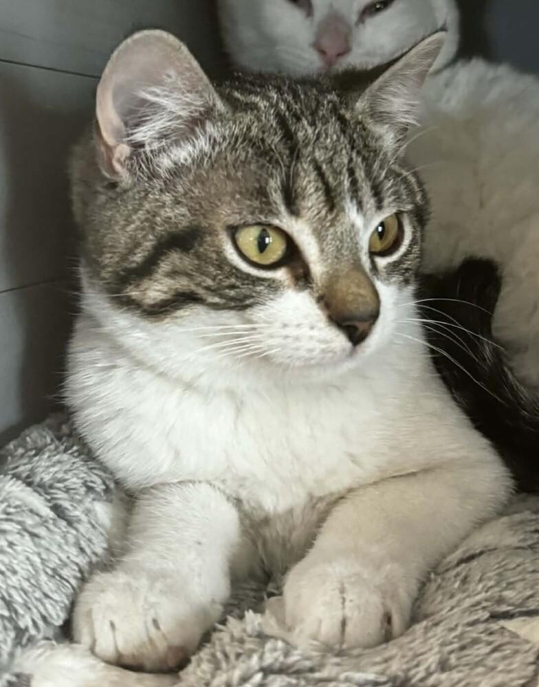 Mater, Adoptable, Kitten Male Domestic Short Hair.