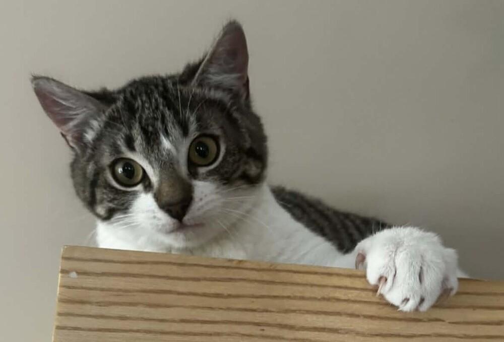 Enlarge Mater, a Adoptable mixed breed in WARNER ROBINS, GA image 2/4