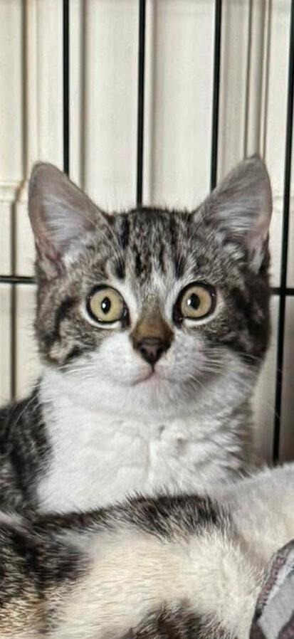 Enlarge Mater, a Adoptable mixed breed in WARNER ROBINS, GA image 1/1