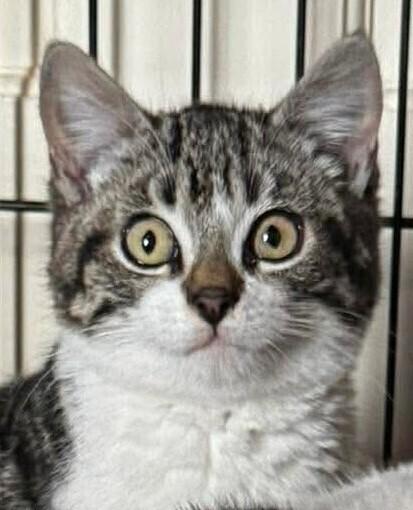 Enlarge Mater, a Adoptable mixed breed in WARNER ROBINS, GA image 4/4