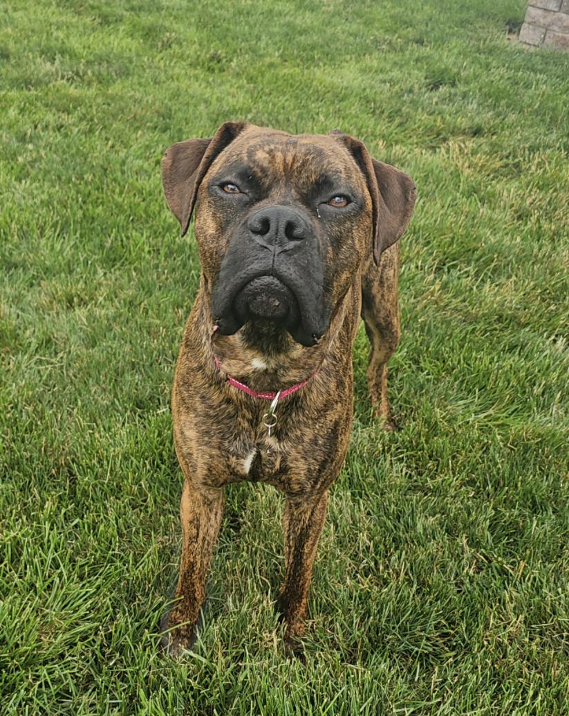 Clubber "Clubby", a ADOPTABLE Boxer in Middlesex, NJ image 5/6