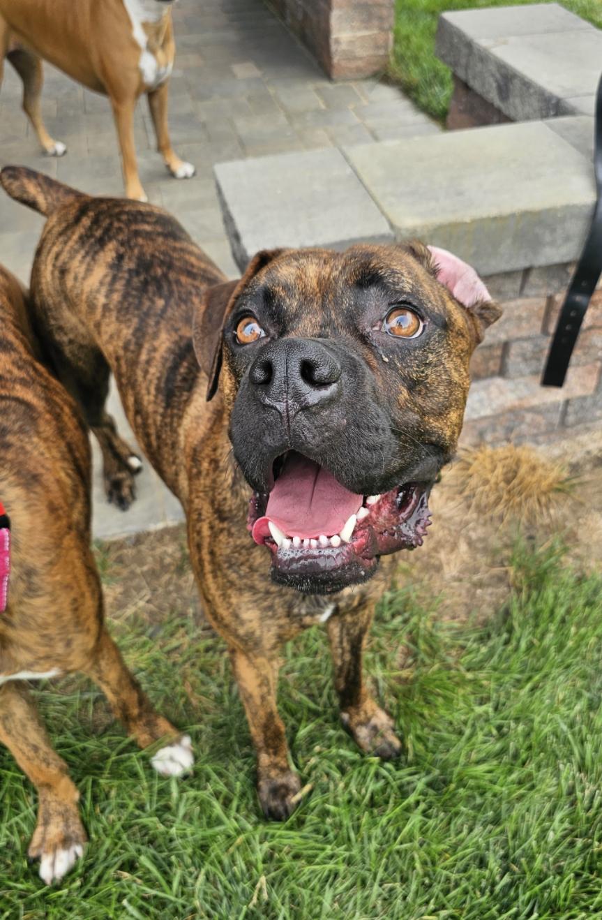 Clubber "Clubby", a ADOPTABLE Boxer in Middlesex, NJ image 4/6