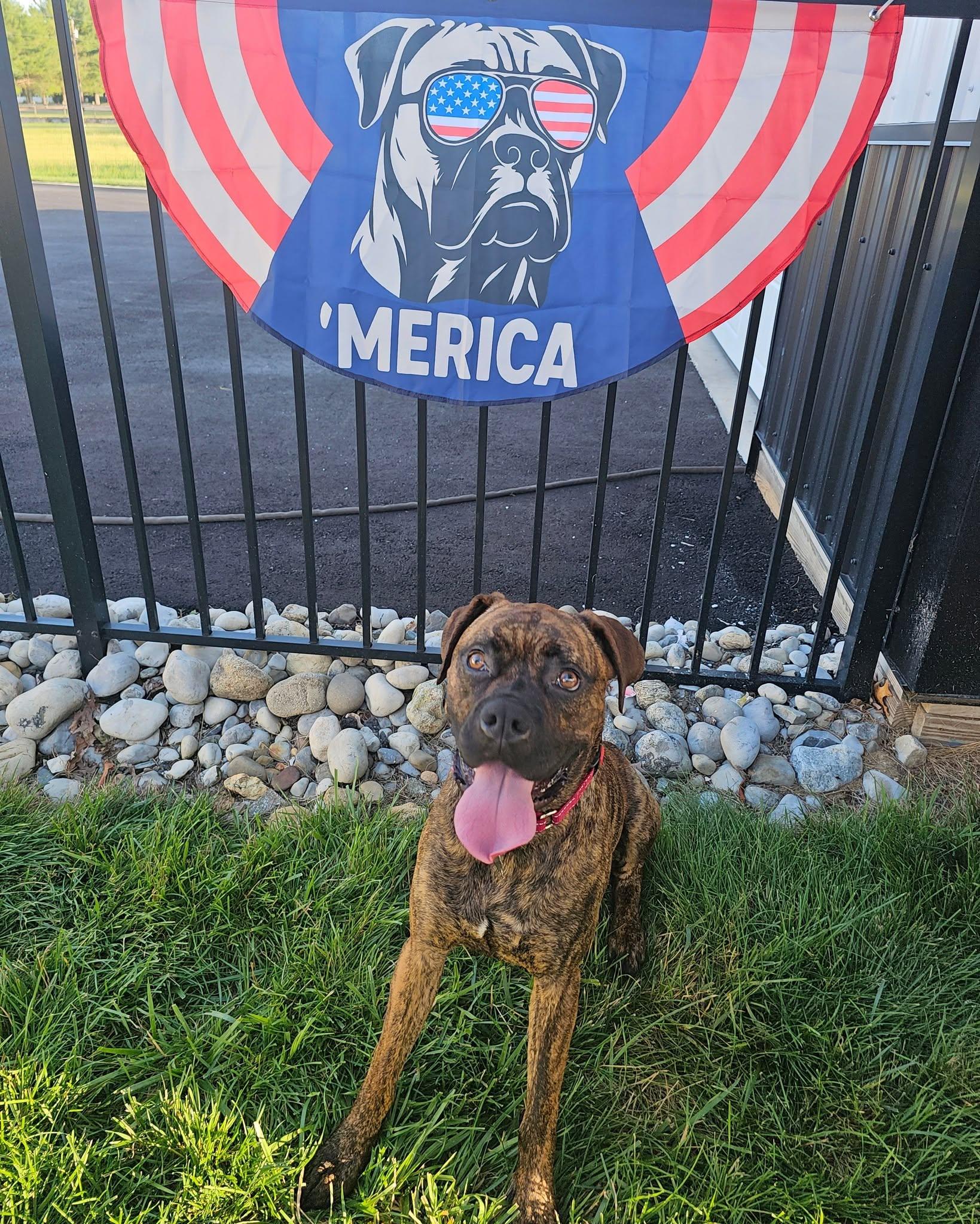 Clubber "Clubby", ADOPTABLE, Young Male Boxer.