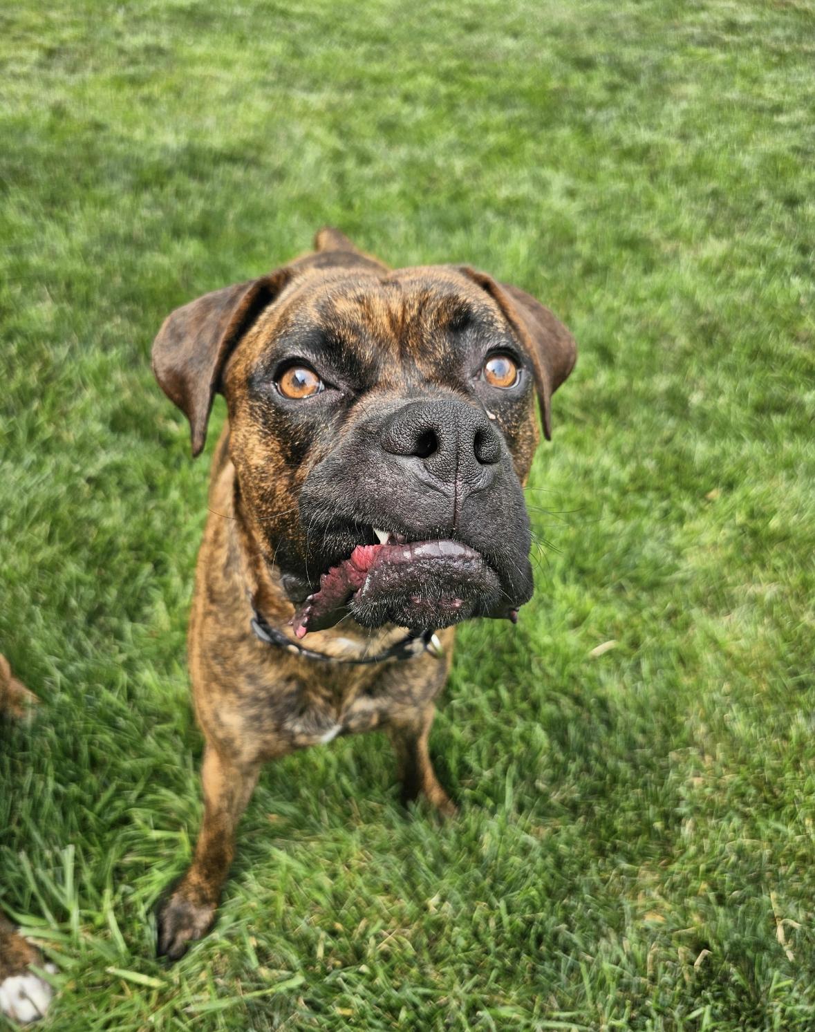 Clubber "Clubby", a ADOPTABLE Boxer in Middlesex, NJ image 3/6