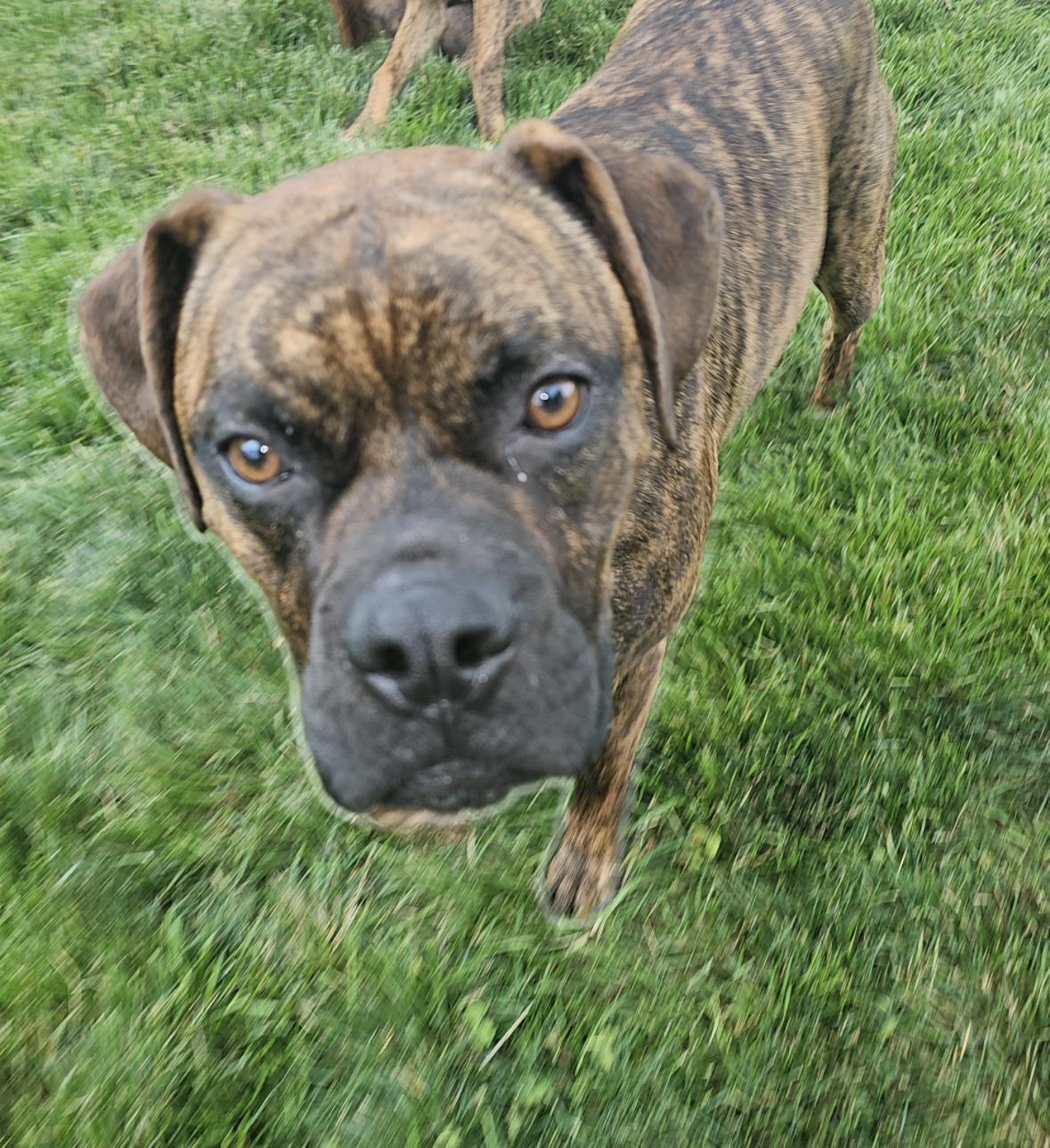 Clubber "Clubby", a ADOPTABLE Boxer in Middlesex, NJ image 2/6