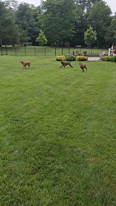 Enlarge Clubber "Clubby", a ADOPTABLE Boxer in Middlesex, NJ video 6/6