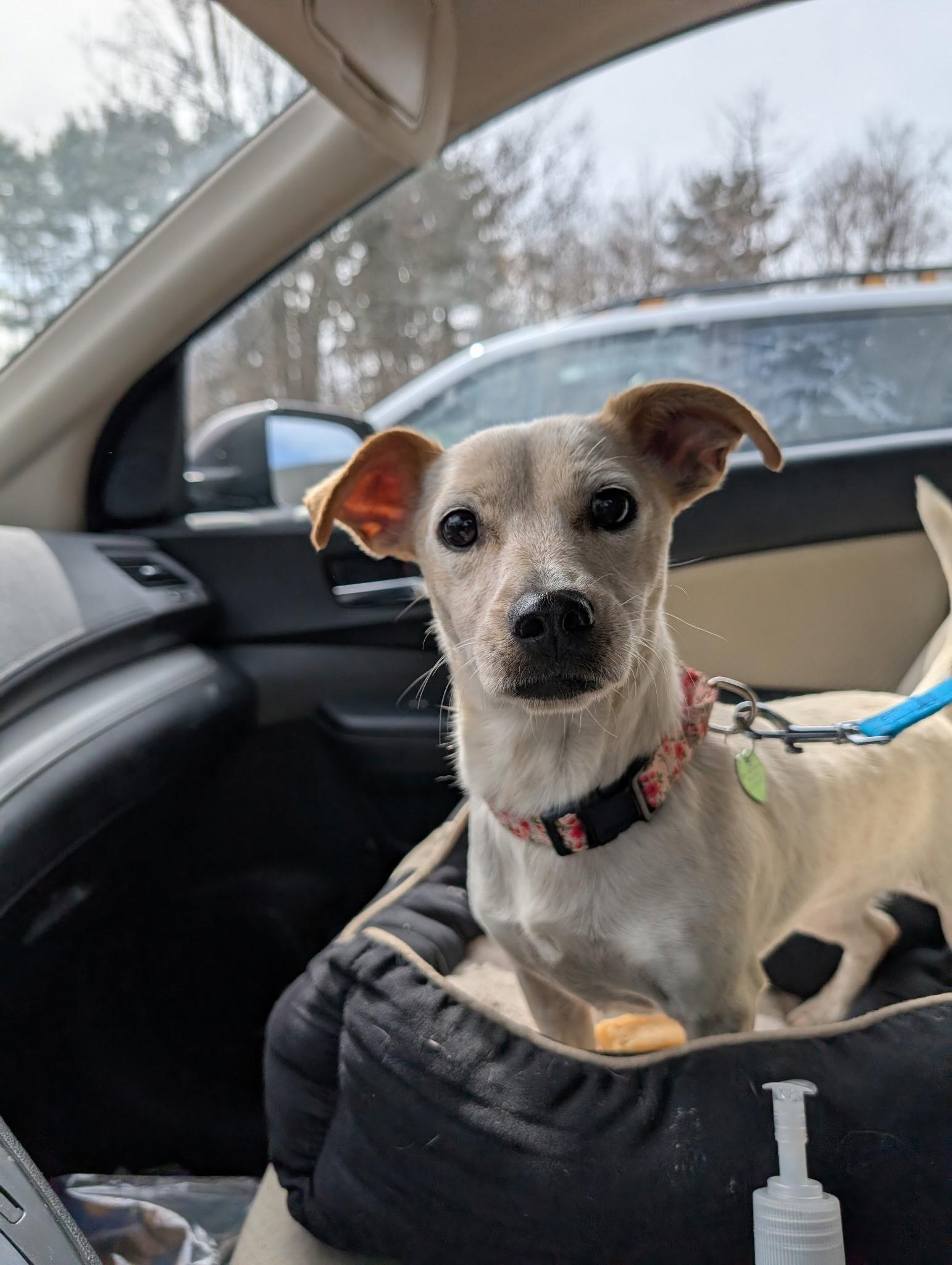 Misty, ADOPTABLE, Young Female Terrier.