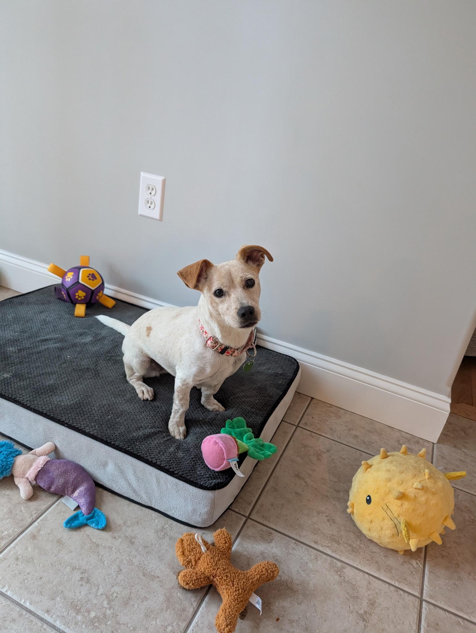 Enlarge Misty, a ADOPTABLE mixed breed in Milford, NH image 2/4