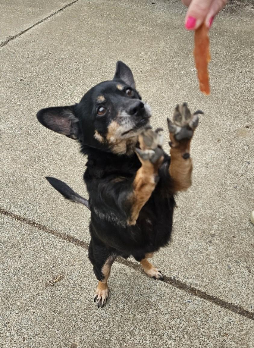 Oliver, a ADOPTABLE mixed breed in Longview, WA image 3/4