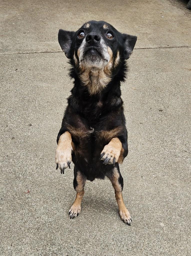 Oliver, a ADOPTABLE mixed breed in Longview, WA image 4/4