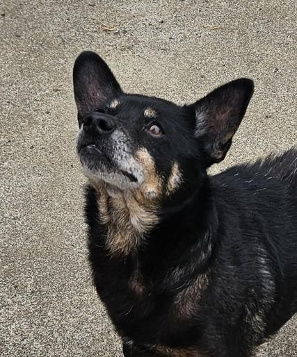 Oliver, ADOPTABLE, Senior Male Miniature Dachshund & Chihuahua.