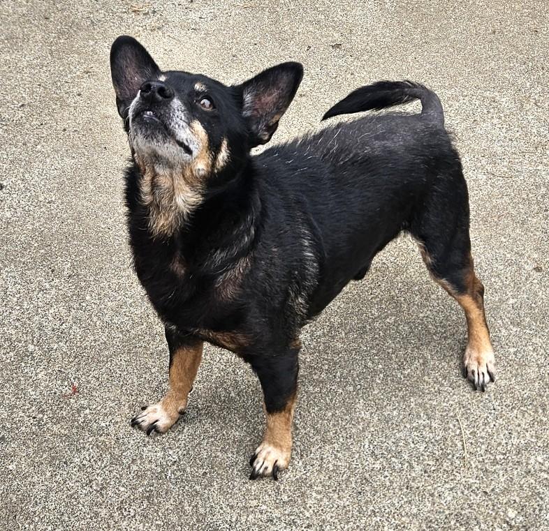 Oliver, a ADOPTABLE mixed breed in Longview, WA image 2/4