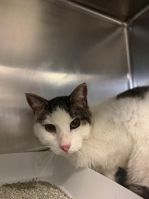 Enlarge Alexis, a ADOPTABLE Domestic Short Hair in Urbana, IL image 1/1