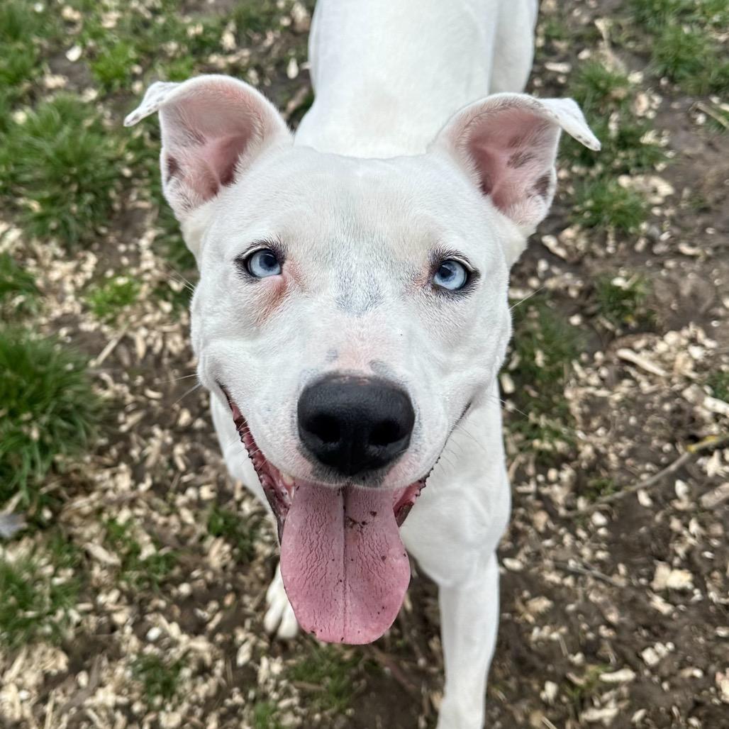 Enlarge Jojo, a Adoptable Mixed Breed in Medford, OR image 1/3