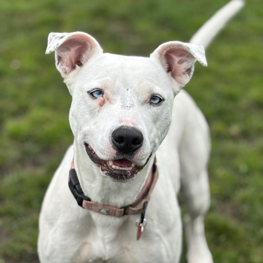 Enlarge Jojo, a Adoptable Mixed Breed in Medford, OR image 2/3