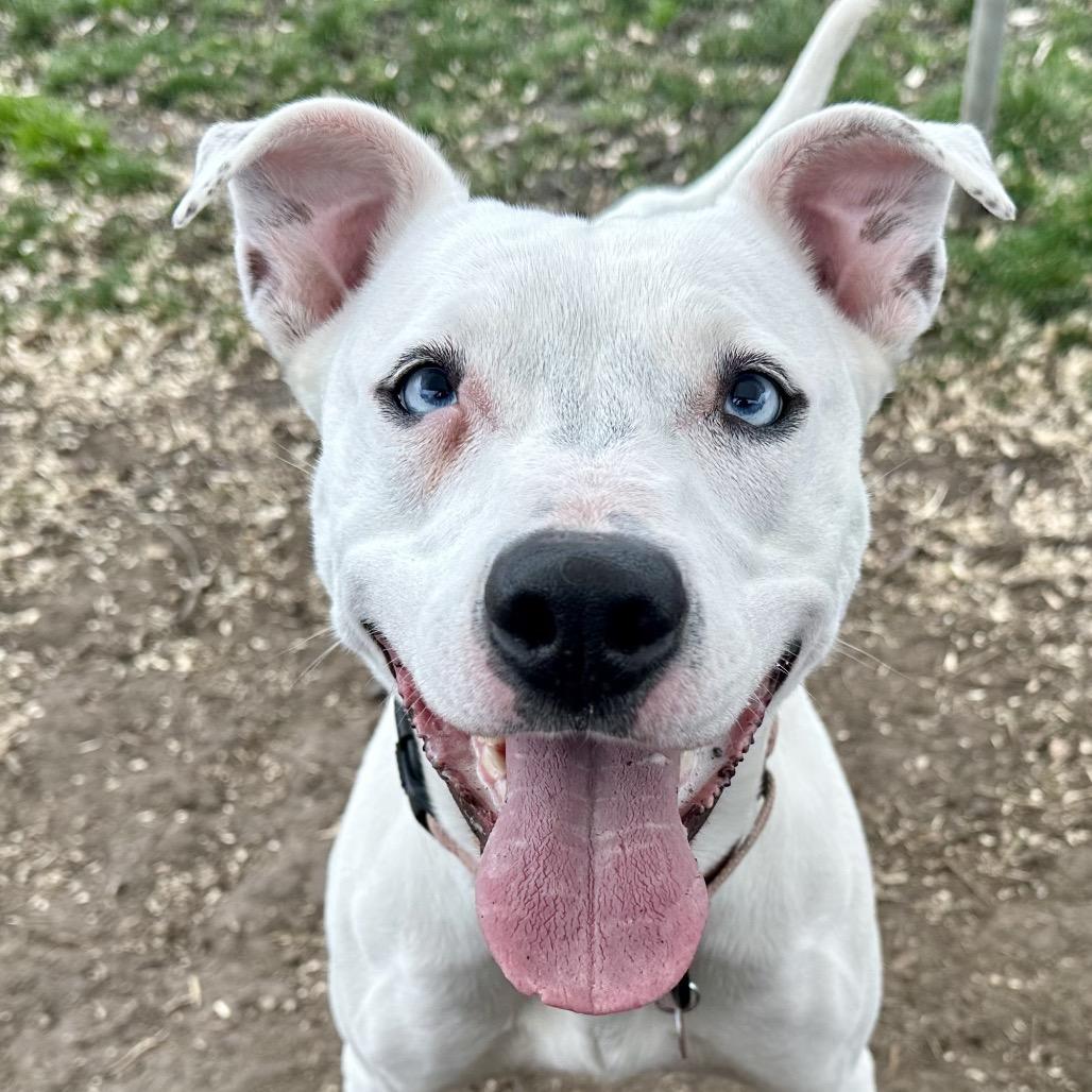 Enlarge Jojo, a Adoptable Mixed Breed in Medford, OR image 3/3
